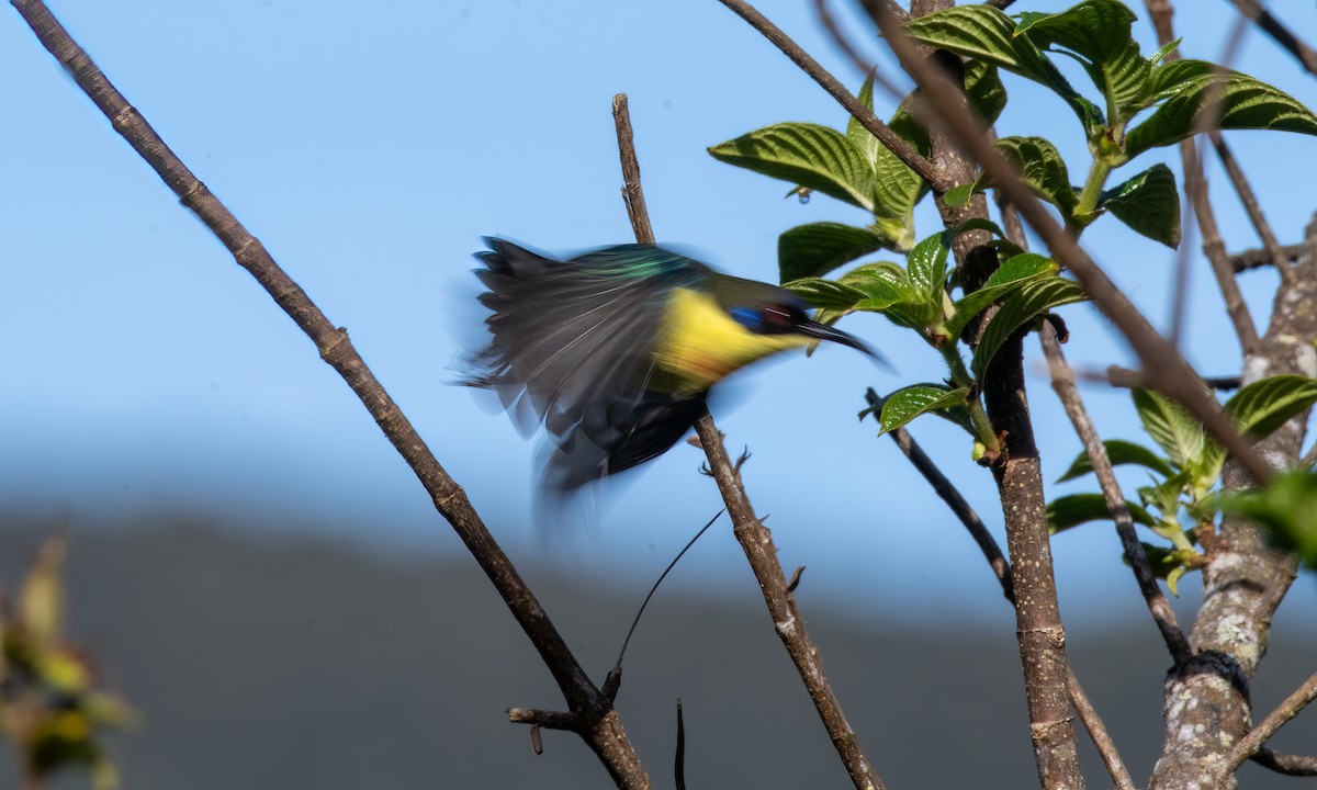 Glanzflügel-Nektarvogel - ML620911638