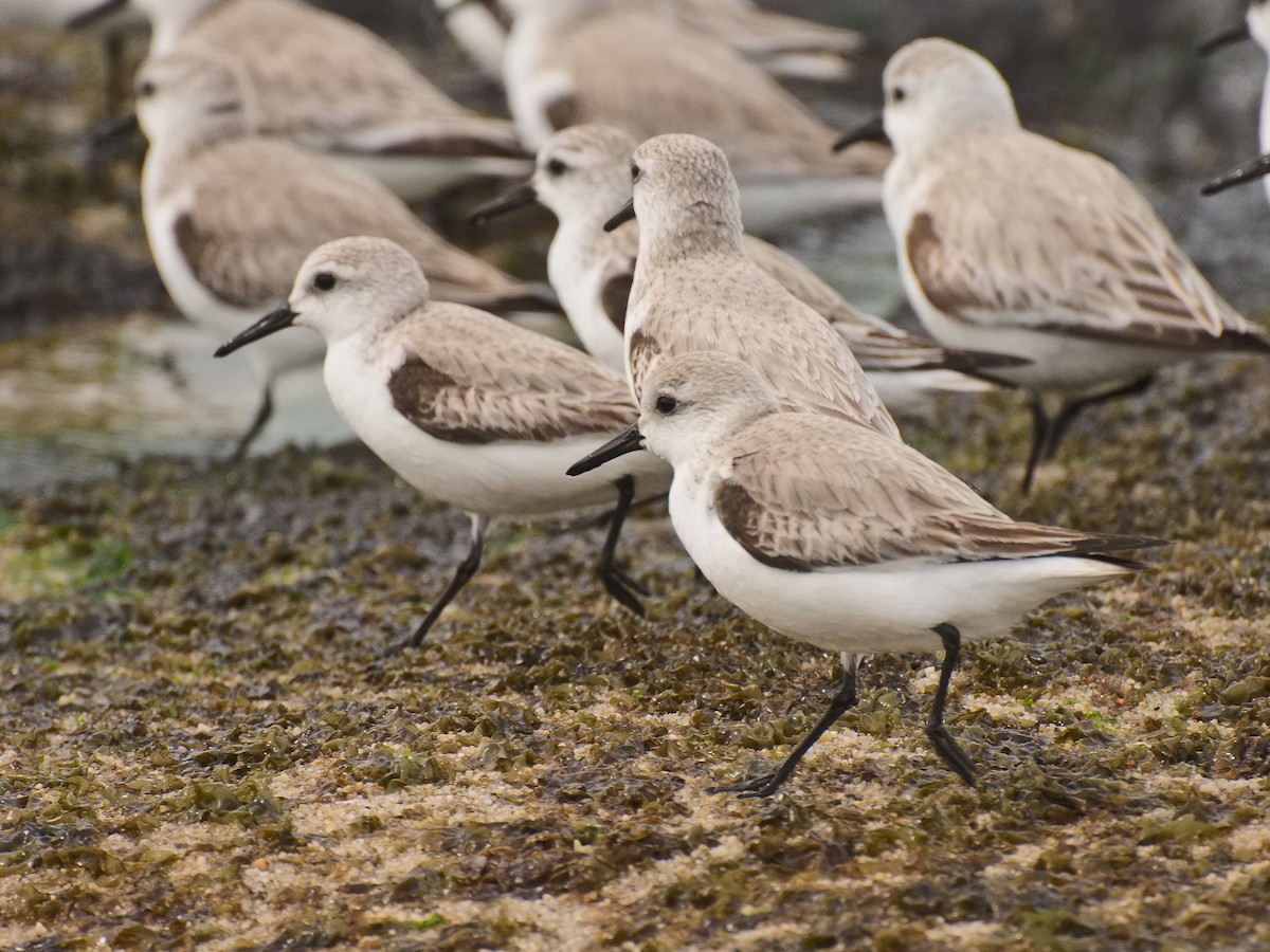 Sanderling - ML620911646