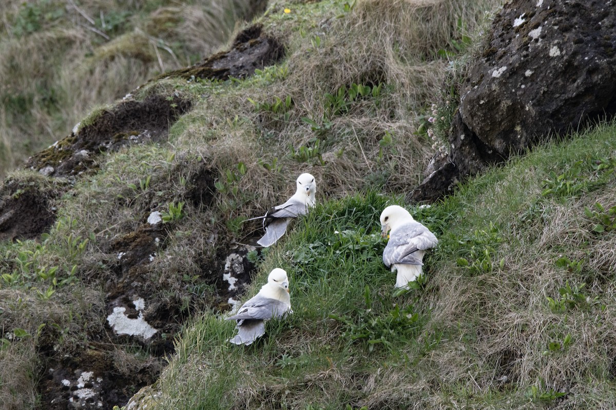 Northern Fulmar - ML620911647