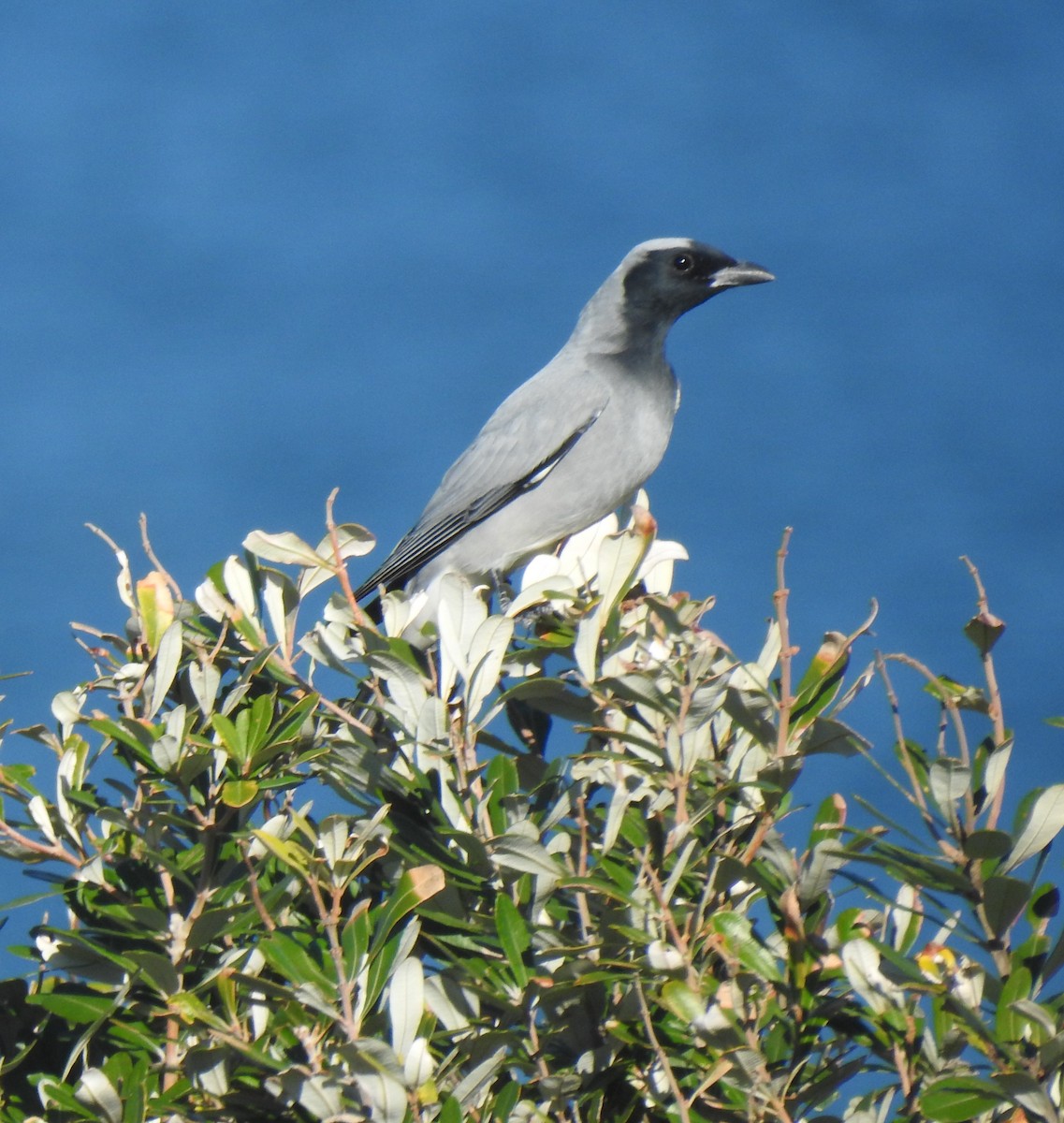 Black-faced Cuckooshrike - ML620911649