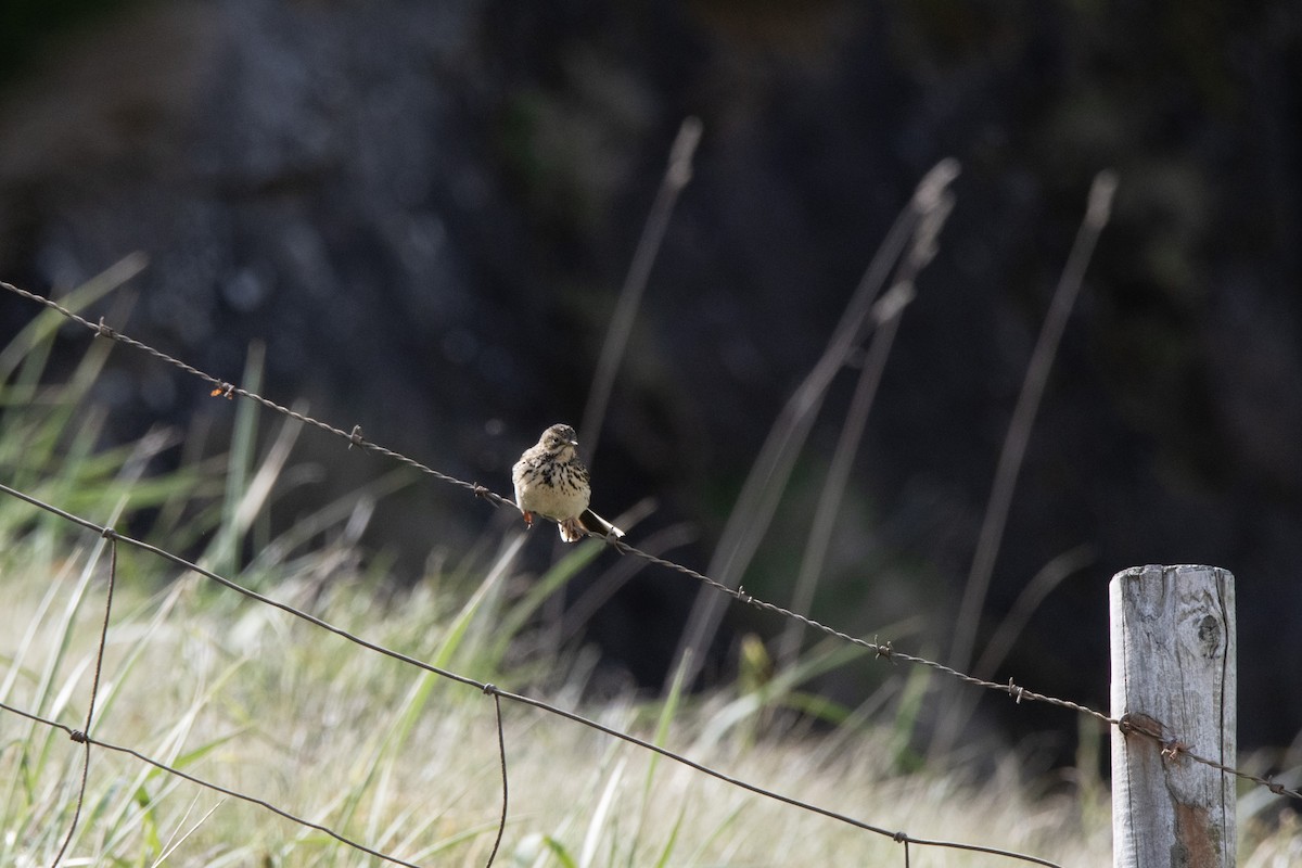 Meadow Pipit - ML620911654