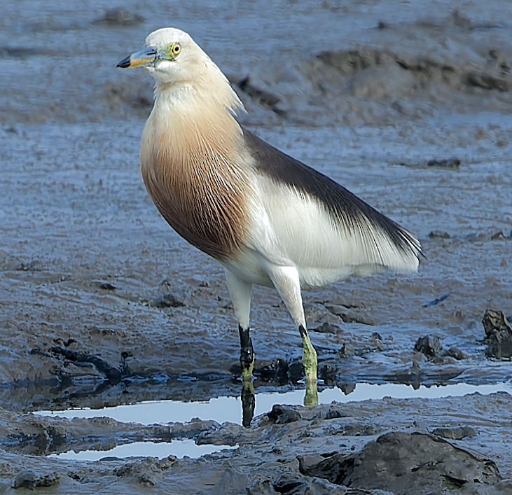 Javan Pond-Heron - ML620911667