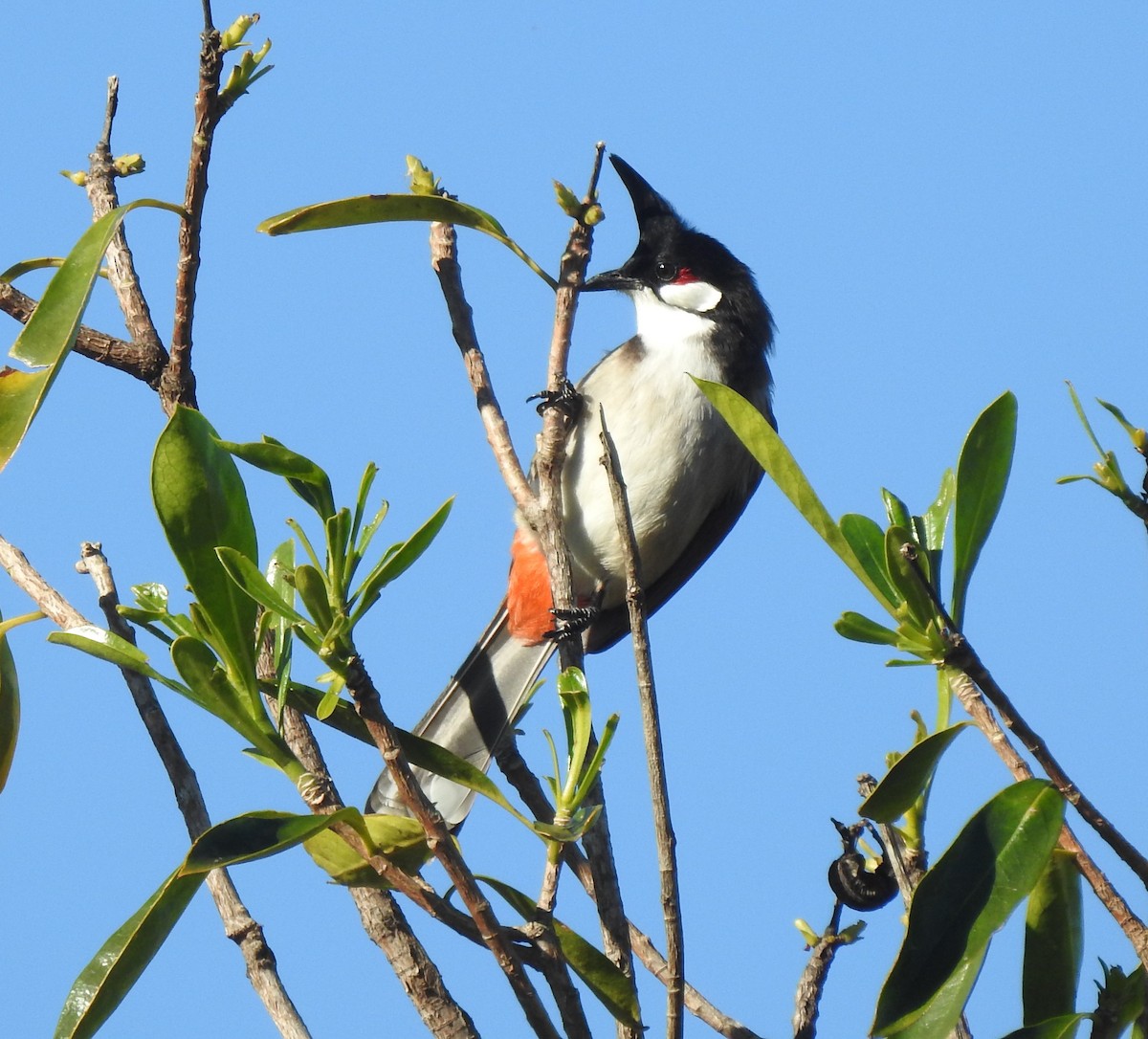 Red-whiskered Bulbul - ML620911669