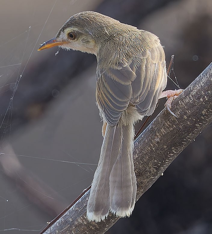 Plain Prinia - ML620911673