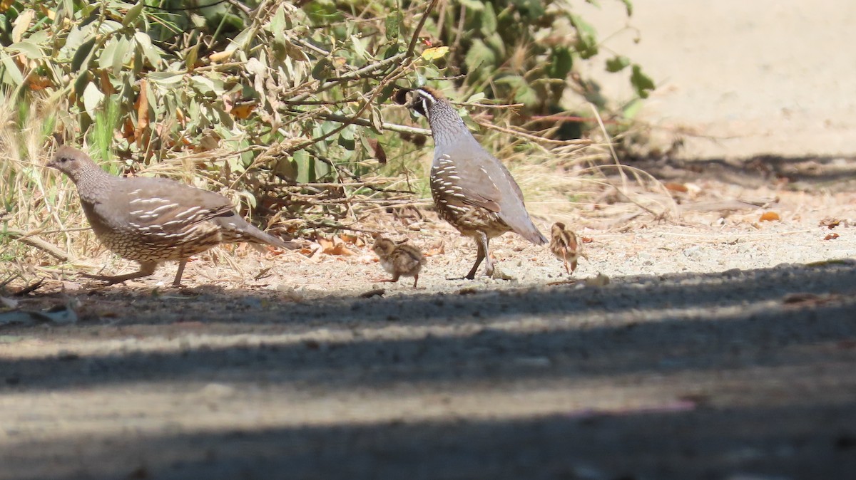 California Quail - ML620911683