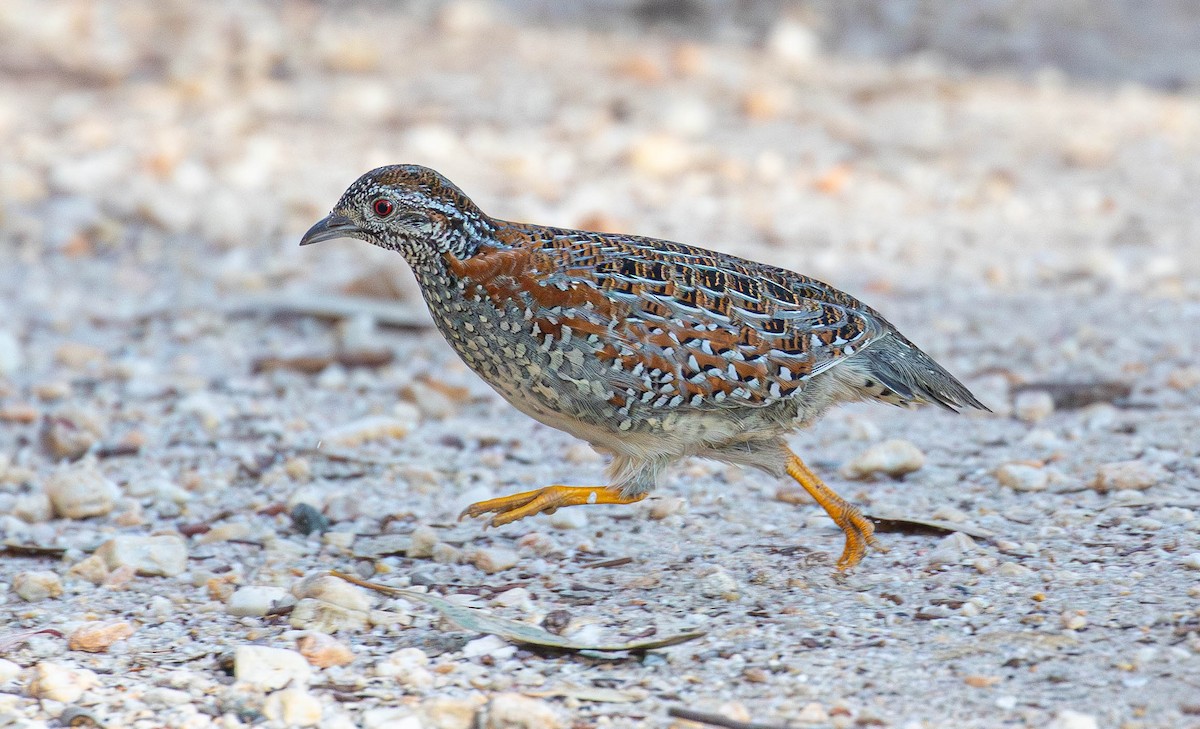 Painted Buttonquail - ML620911684