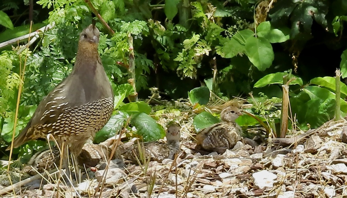 California Quail - ML620911687