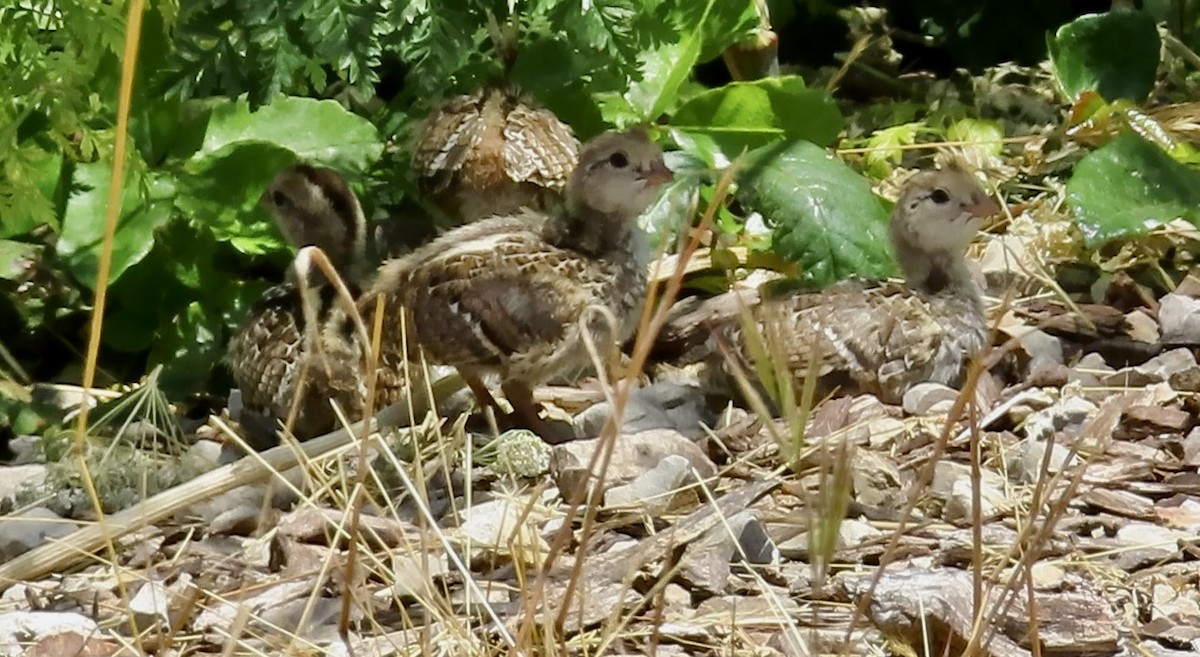 Galeper kaliforniarra - ML620911690