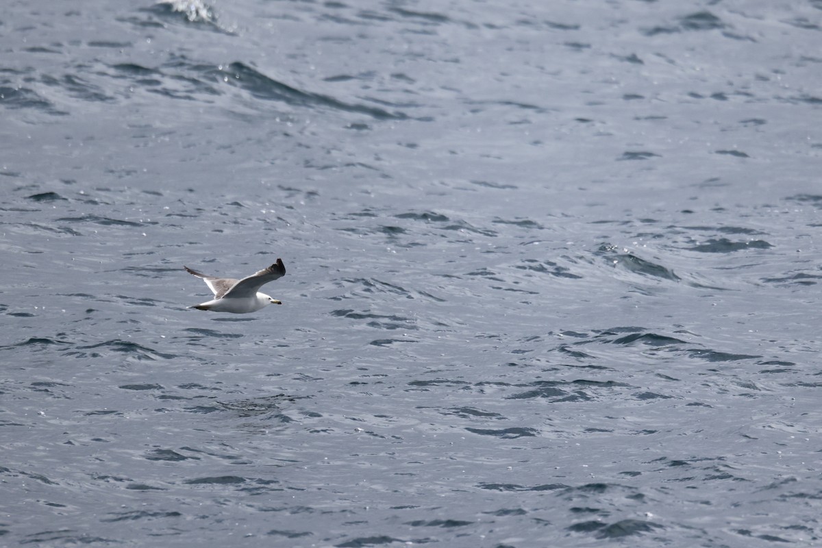 Black-tailed Gull - ML620911695