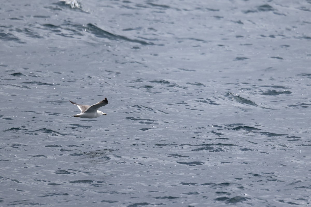 Gaviota Japonesa - ML620911695