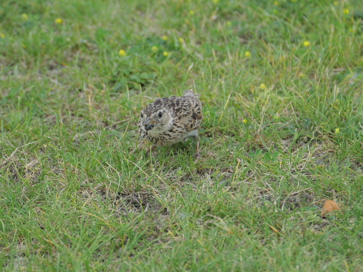 Eurasian Skylark - ML620911702