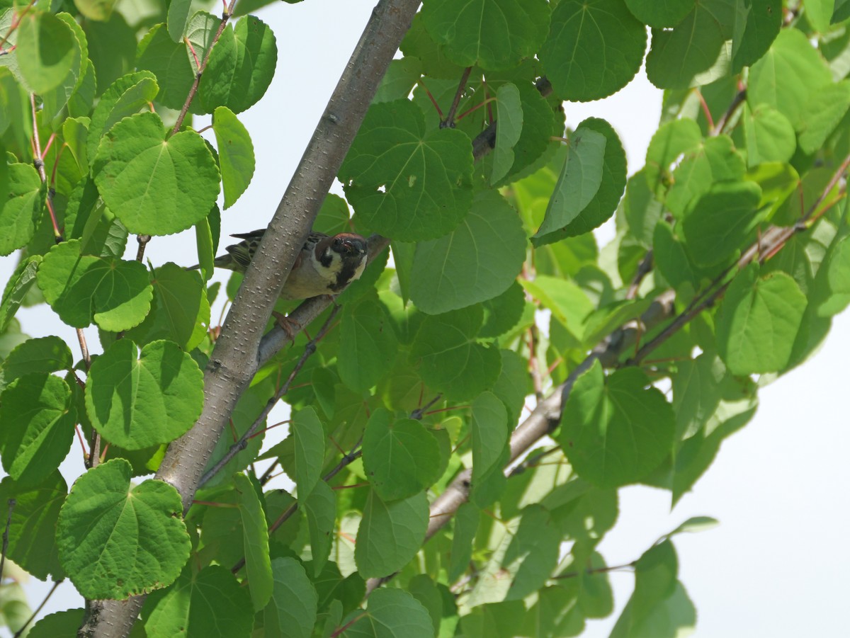 Eurasian Tree Sparrow - ML620911704