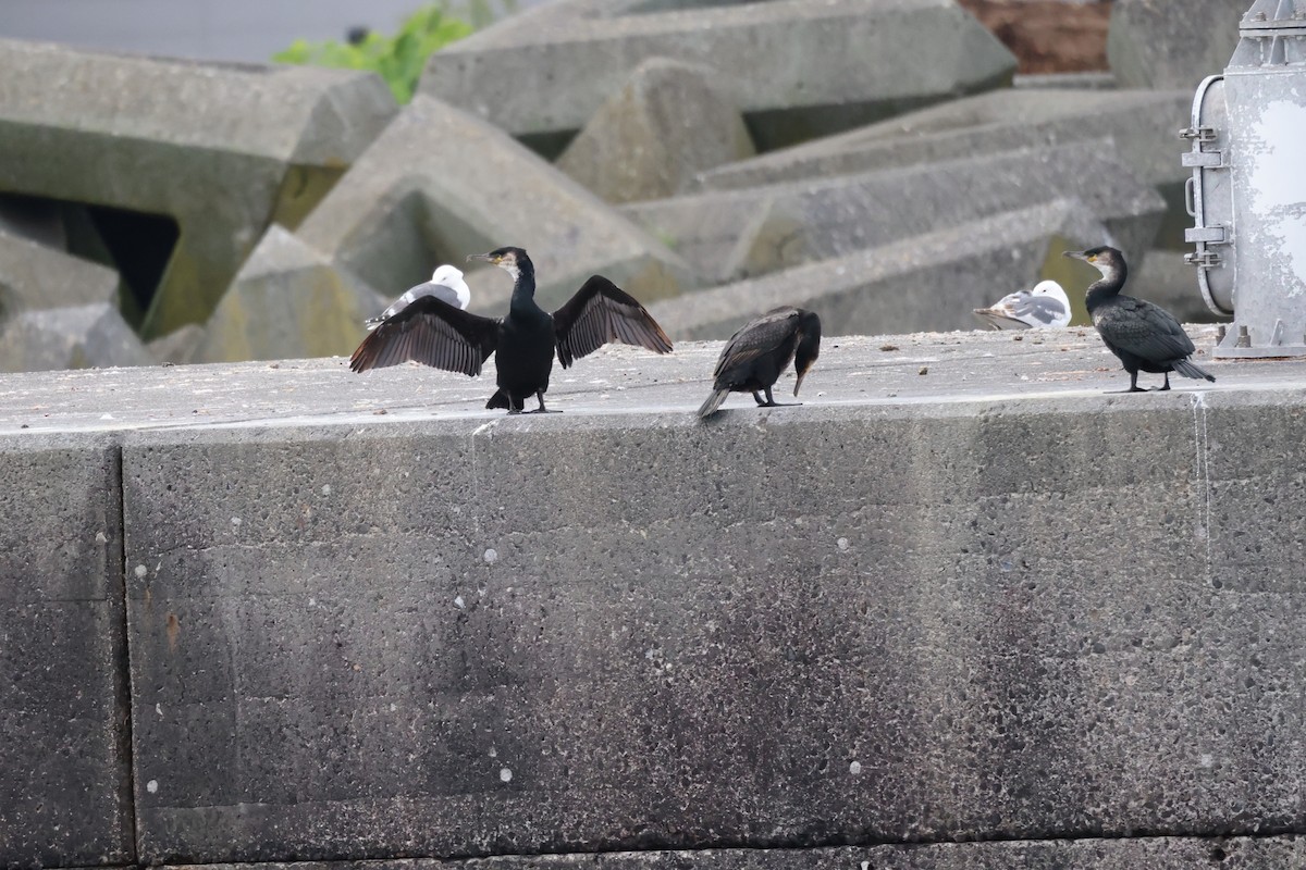 Japanese Cormorant - Akinori Miura