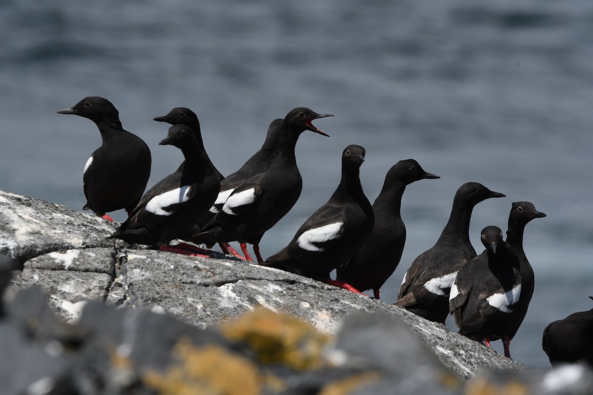 Pigeon Guillemot - ML620911709