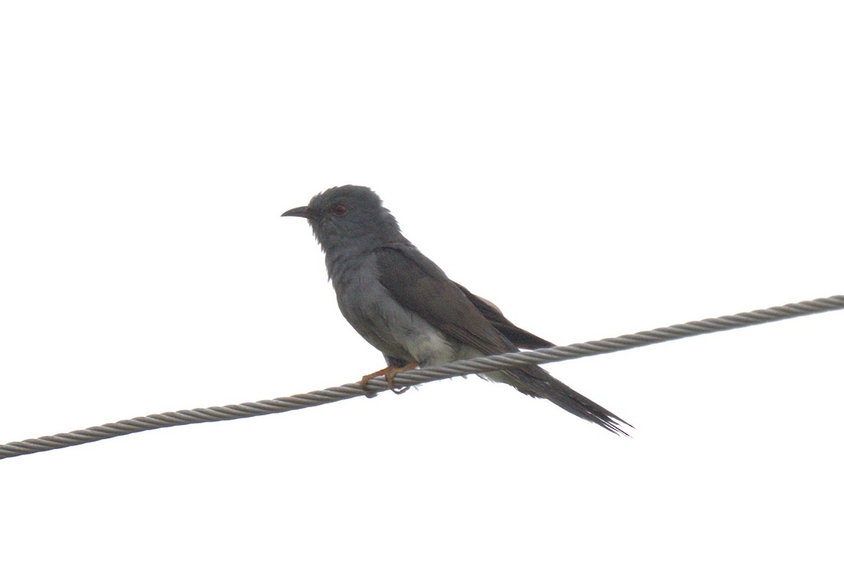 Gray-bellied Cuckoo - ML620911717