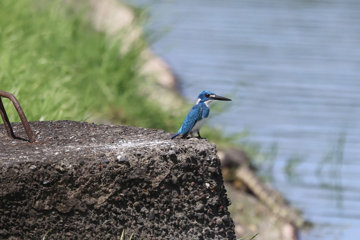 Small Blue Kingfisher - ML620911718