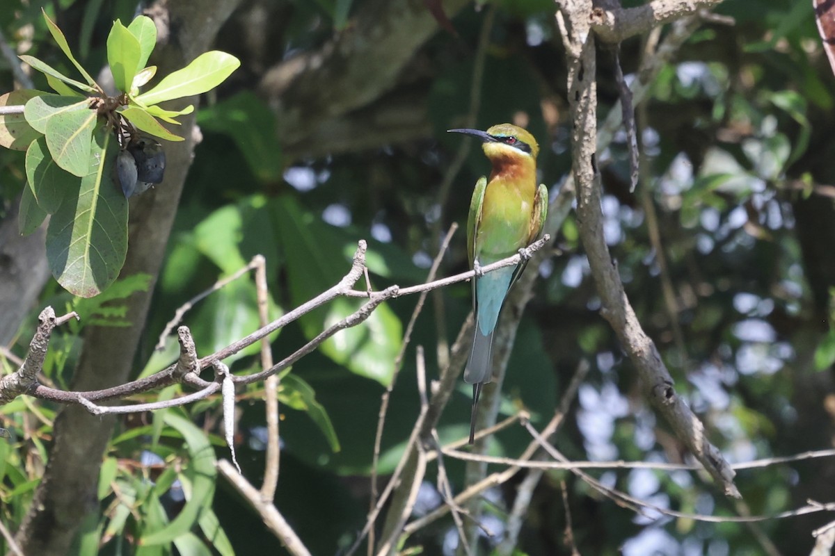 Rainbow Bee-eater - ML620911719
