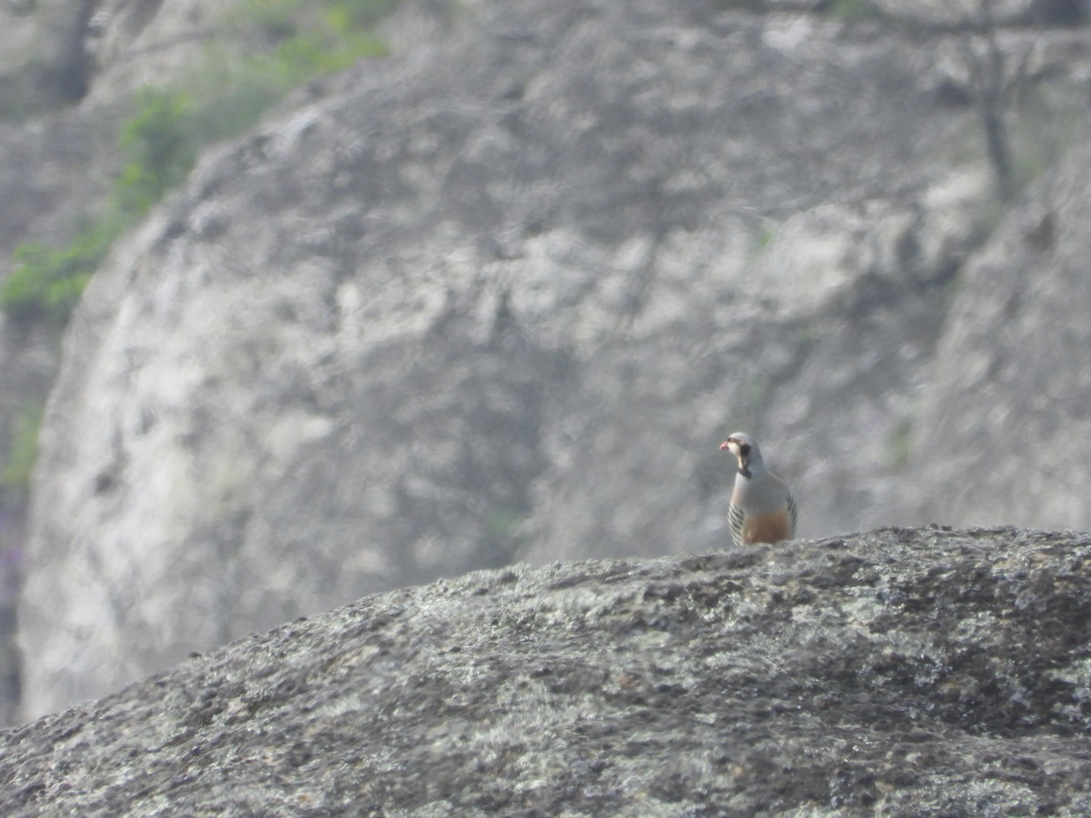 Chukar - ML620911720