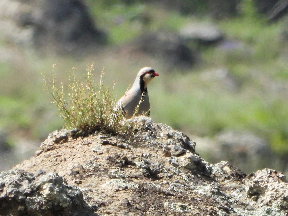 Chukar - ML620911721