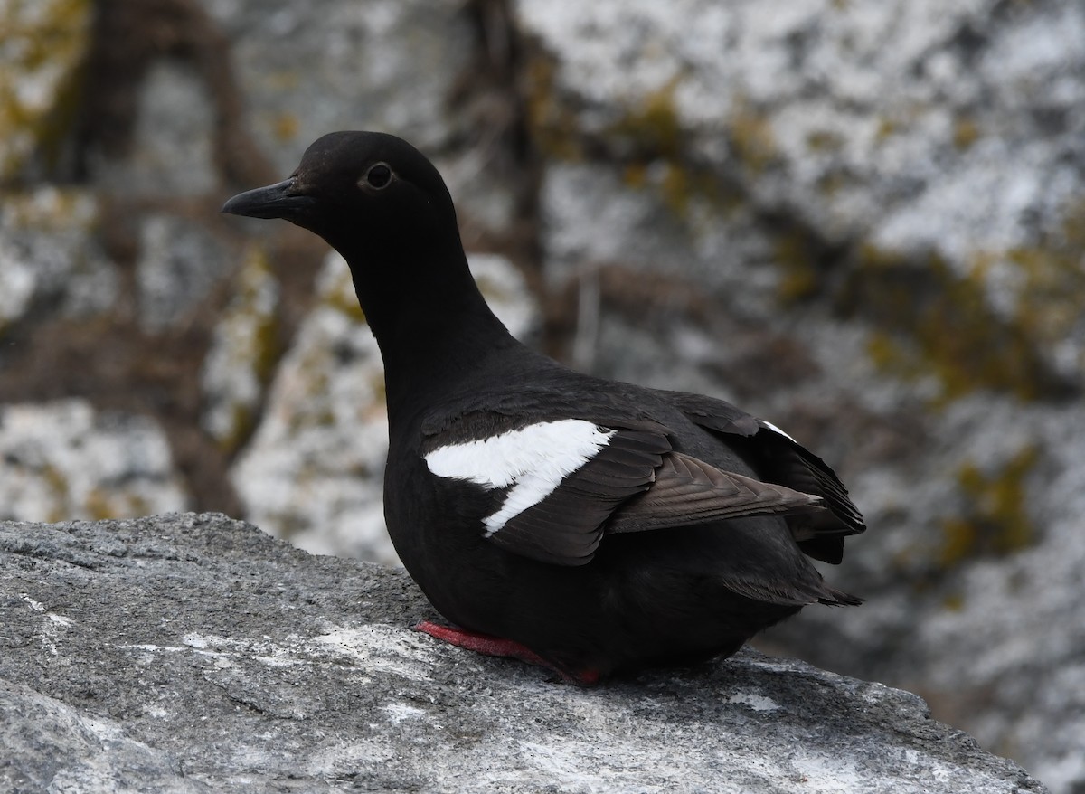 Pigeon Guillemot - ML620911723