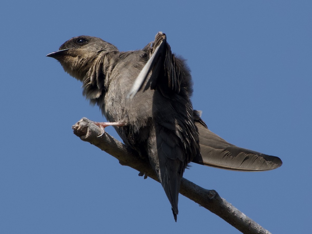 Red-throated Crag-Martin - ML620911732