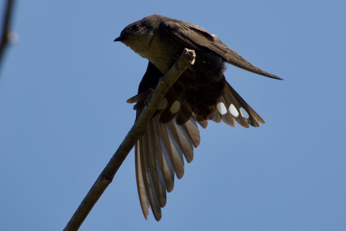 Red-throated Crag-Martin - ML620911734
