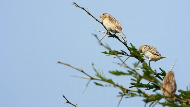 Cardinal Quelea - ML620911739