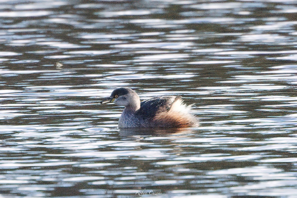 Hoary-headed Grebe - ML620911742