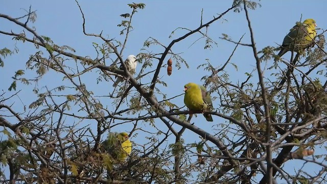 African Green-Pigeon - ML620911761