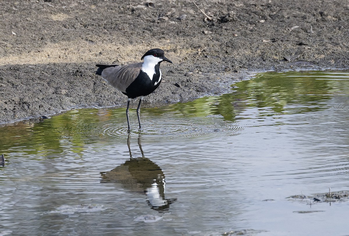 Spur-winged Lapwing - ML620911763