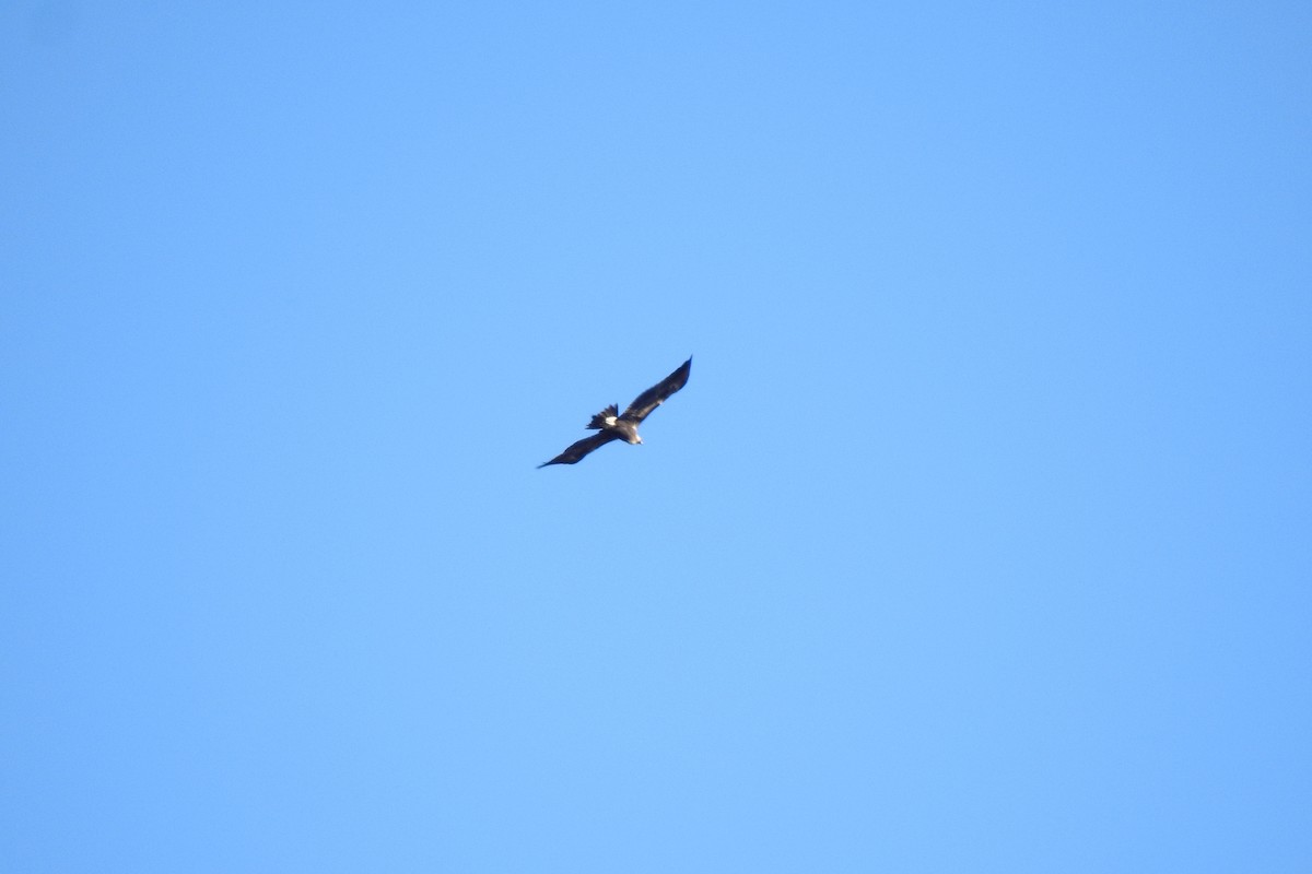 Wedge-tailed Eagle - ML620911771