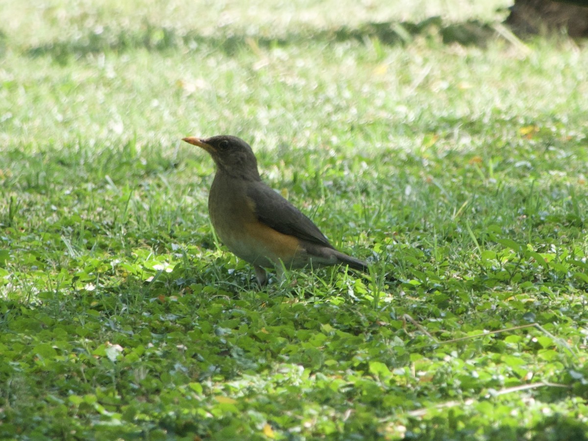 African Thrush - ML620911772