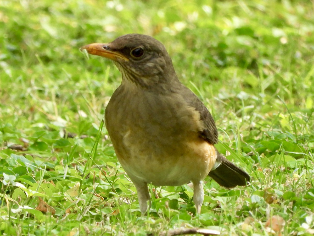 African Thrush - ML620911773