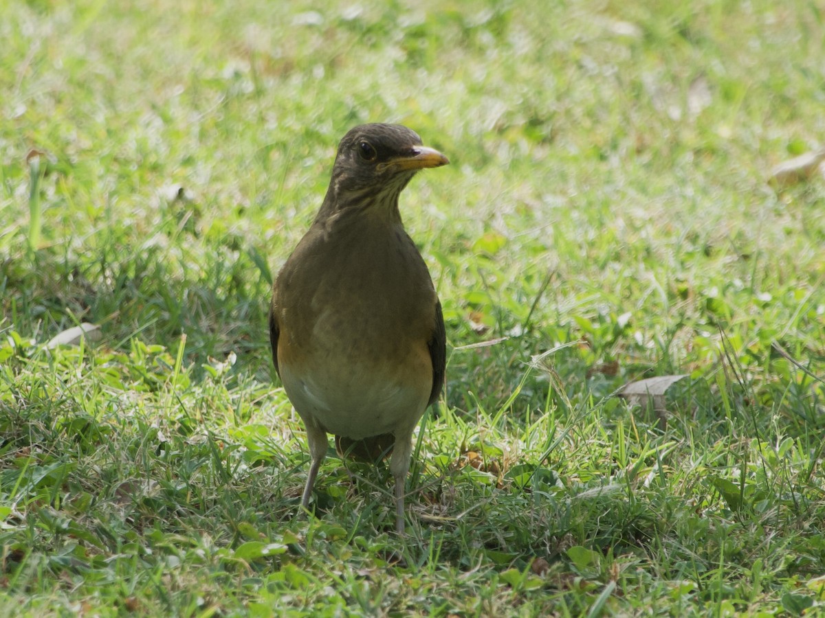 African Thrush - ML620911774