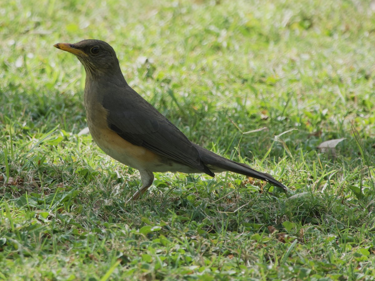 African Thrush - ML620911775