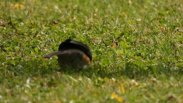 African Thrush - ML620911777