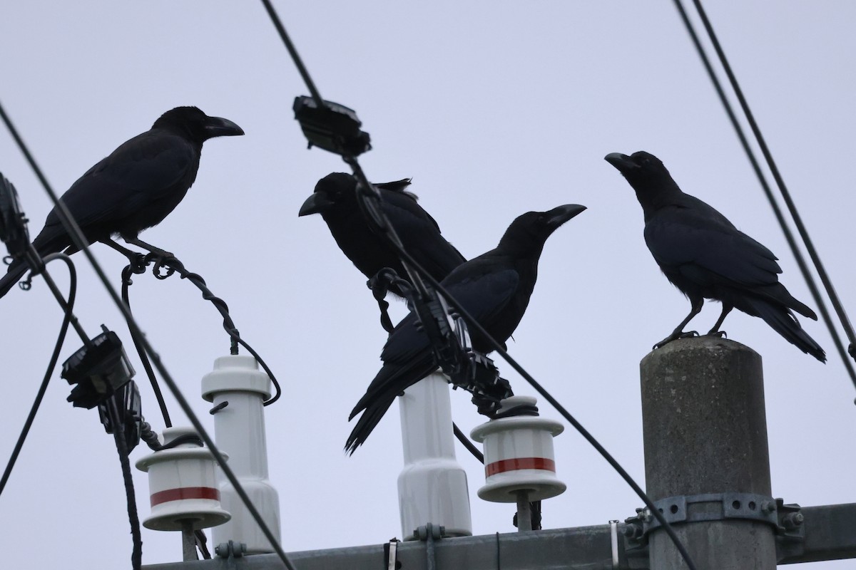 Large-billed Crow - ML620911781