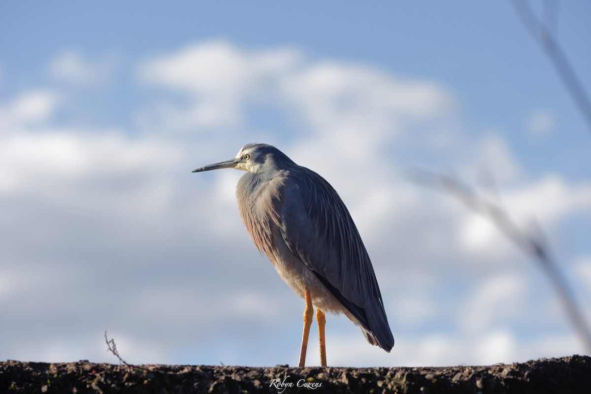 White-faced Heron - ML620911782