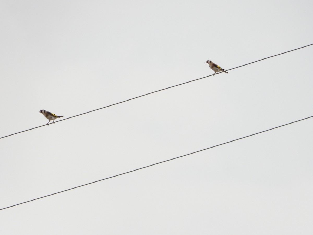 European Goldfinch - ML620911783