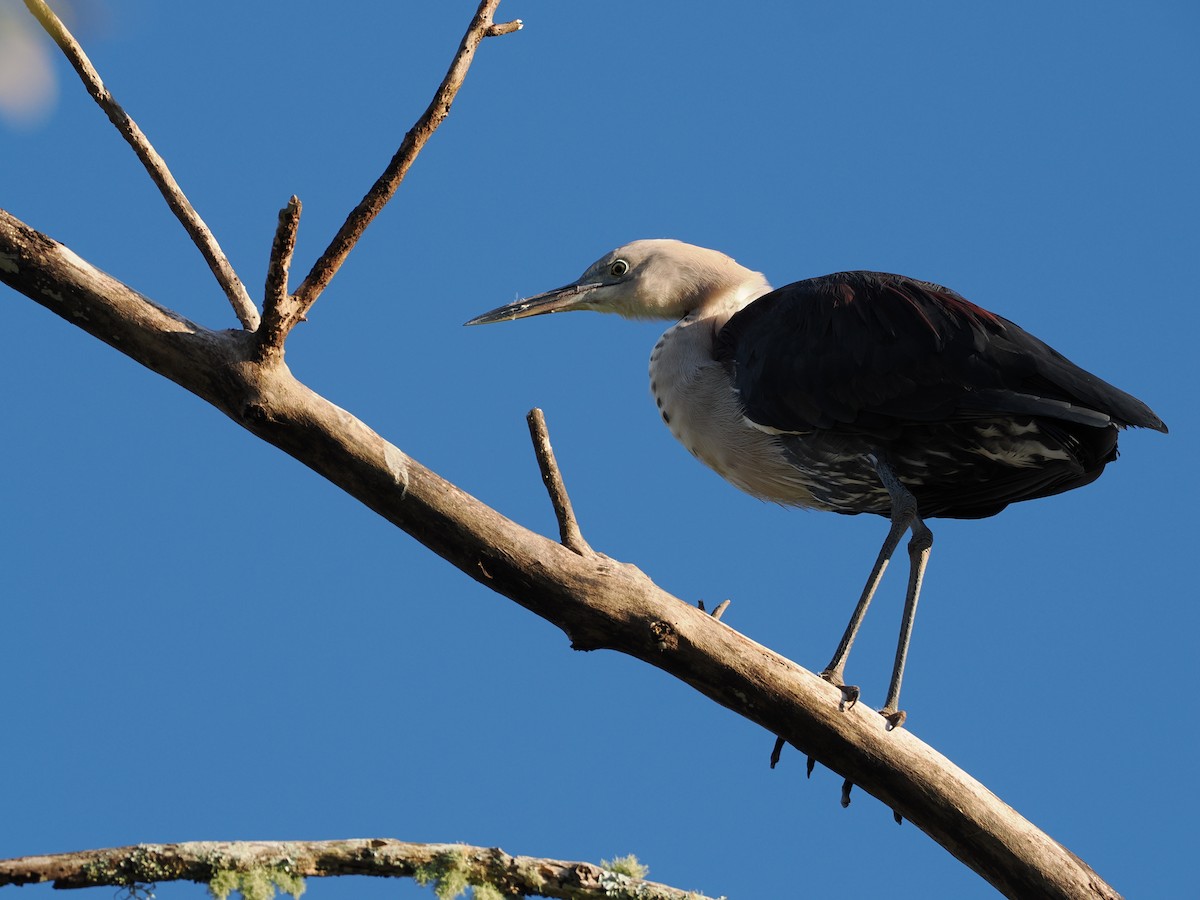 Garza Cuelliblanca - ML620911786