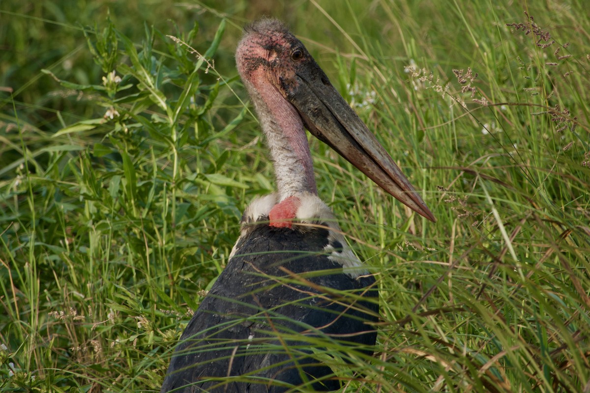 Marabou Stork - GARY DOUGLAS