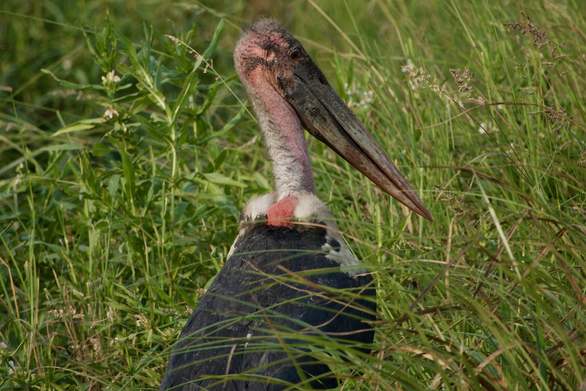 Marabou Stork - ML620911787