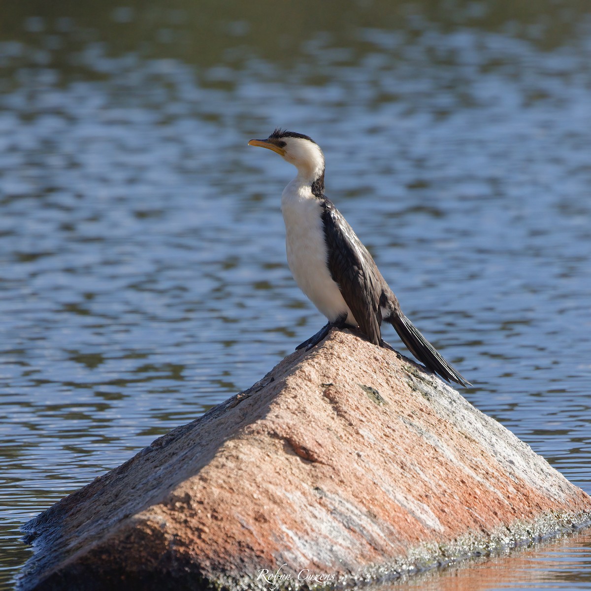 Little Pied Cormorant - ML620911789