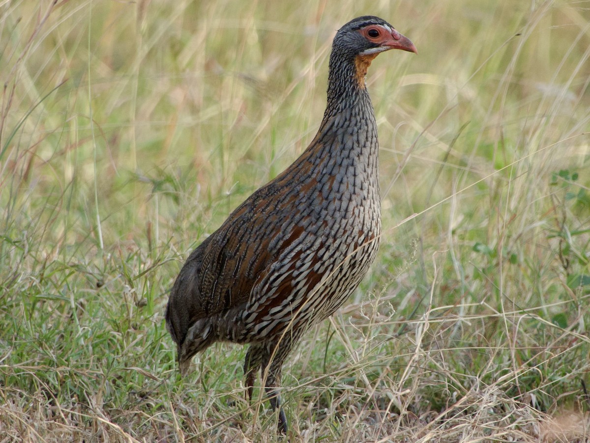 Gray-breasted Spurfowl - ML620911796