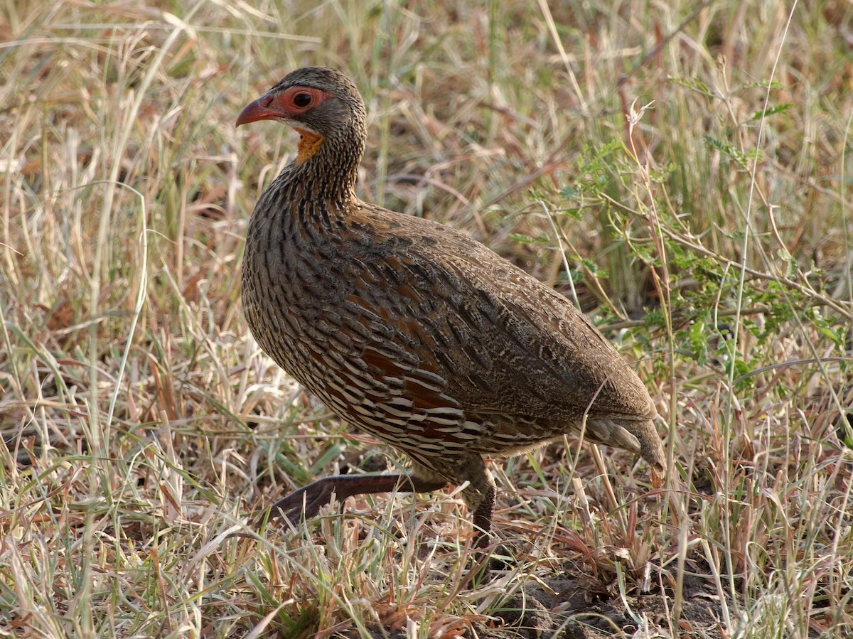 Gray-breasted Spurfowl - ML620911797