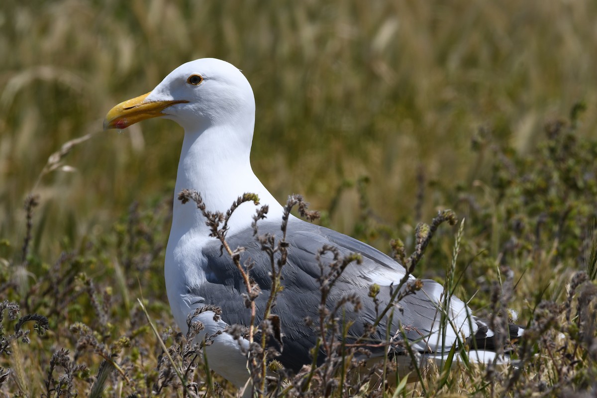 Goéland d'Audubon - ML620911798