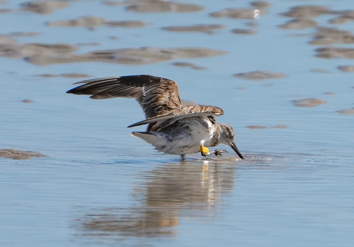 Great Knot - ML620911803
