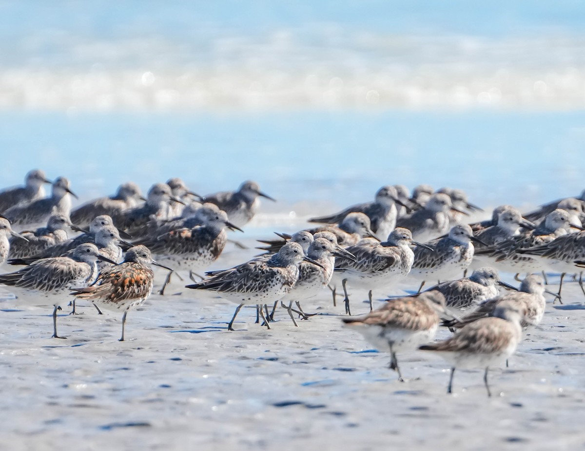 Great Knot - ML620911804