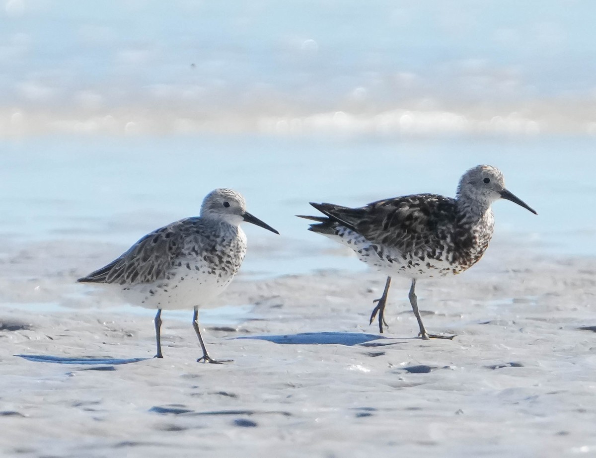Great Knot - ML620911805