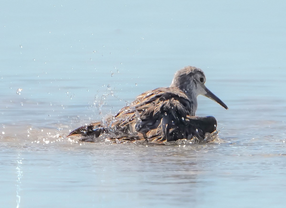 Great Knot - ML620911806